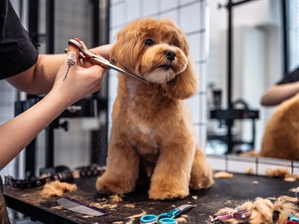 Curso de Banho e Tosa Revelado: Técnicas Inovadoras para Transformar seu Amor por Animais em Lucro 1 Curso de Banho e Tosa