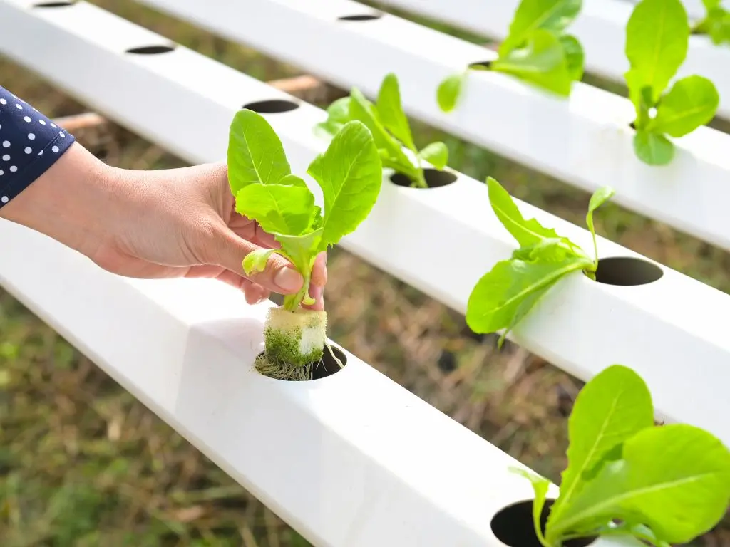 Curso de Hidroponia: O Guia Definitivo para Cultivar Plantas de Forma Eficiente e Sustentável 1 Curso de Hidroponia
