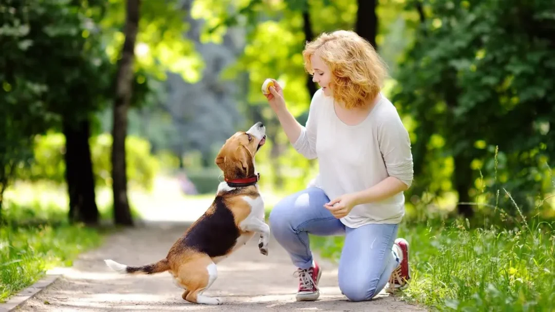 Domine o Adestramento Canino em Casa: 5 Técnicas Infalíveis para um Cachorro Educado